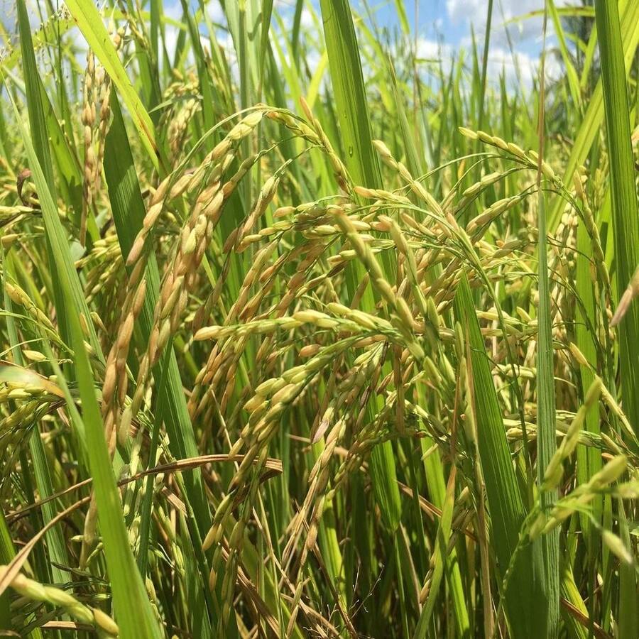 Semillas de arroz 100% natural de cultivo de paddy Oryza sativa de Ceilán - Gris - Ver 1