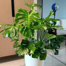 300pcs Monstera Deliciosa Seeds |   Popular Tropical Indoor Plant With Unique Split Leaves |   Air-Purifying & Easy To Grow |   Great For Home & Office Décor |   Non-GMO - 300 - View 3