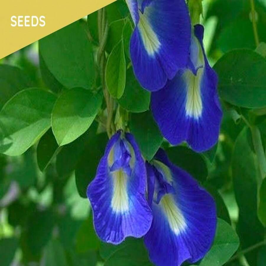 Thai Butterfly Pea Seeds - Organic Blue Flower Vine Seeds For Tea And Food Coloring - Grey - View 1