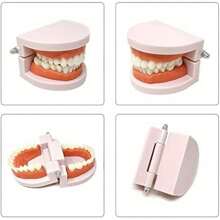 1pc Plastic Adult Teeth Model With 180° Removable Jawline And Toothbrush - 28 Non-Removable Teeth, For Dentist Teaching, Dental Hygiene Education, Classroom Demonstration, Home Oral Care Training, Dental Teaching Materials | Educational Dental Display | Durable Educational Tool