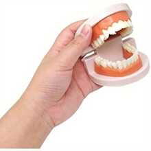 1pc Plastic Adult Teeth Model With 180° Removable Jawline And Toothbrush - 28 Non-Removable Teeth, For Dentist Teaching, Dental Hygiene Education, Classroom Demonstration, Home Oral Care Training, Dental Teaching Materials | Educational Dental Display | Durable Educational Tool
