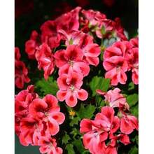 Semillas de flor de geranio color mixto paquete 20 piezas fácil germinación para jardín y plantación en casa tipo ornamental decorativo belleza botánica alta calidad especie resistente - 20 - Ver 4