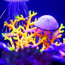 Soft Silicone Glowing Aquarium Simulation Coral With Sucker, Fluorescence Aquatic Artificial Water Plants For Fish Tank Decoration