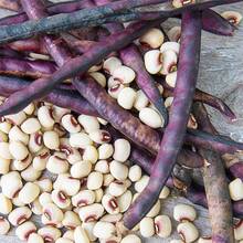 200+ Pinkeye Purple Hull Cowpea Seeds For Planting - Delicious Peas - Non-GMO Heirloom Seeds - 200 - View 5