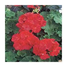 Semillas de flor de geranio color mixto paquete 20 piezas fácil germinación para jardín y plantación en casa tipo ornamental decorativo belleza botánica alta calidad especie resistente - 20 - Ver 5