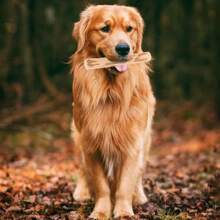 1 pezzo Puppy favorite, giocattolo da masticare in legno di caffè durevole - bastone interattivo per la dentizione per tutte le razze, supporto per la salute dentale e l'addestramento, giocattoli per cani rodiatori aggressivi