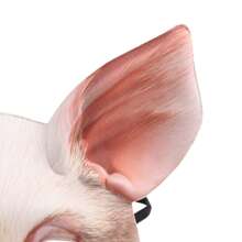 1 Pezzo Maschera 3D da Metà Viso da Animale Tigre-Maiale Unisex per Ognissanti, Festa in Maschera, Cosplay, Decorazioni