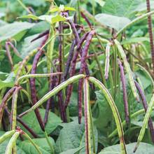 200+ Pinkeye Purple Hull Cowpea Seeds For Planting - Delicious Peas - Non-GMO Heirloom Seeds - 200 - View 3