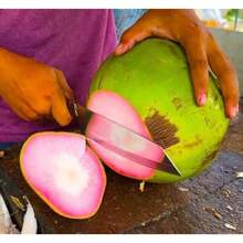 Dwarf Pink Coconut Seed (Cocos Nucifera) Wulung - 1pack - View 7