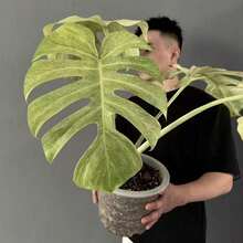 Thai Star Ficus Seeds 100 - Star Ficus - Monstera Deliciosa Extremely Rare Houseplant Seeds - 100 - View 2