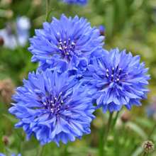 174pcs Blue Rosacea Seeds - Rosasha - Rare And Beautiful Perennial Flower Plant