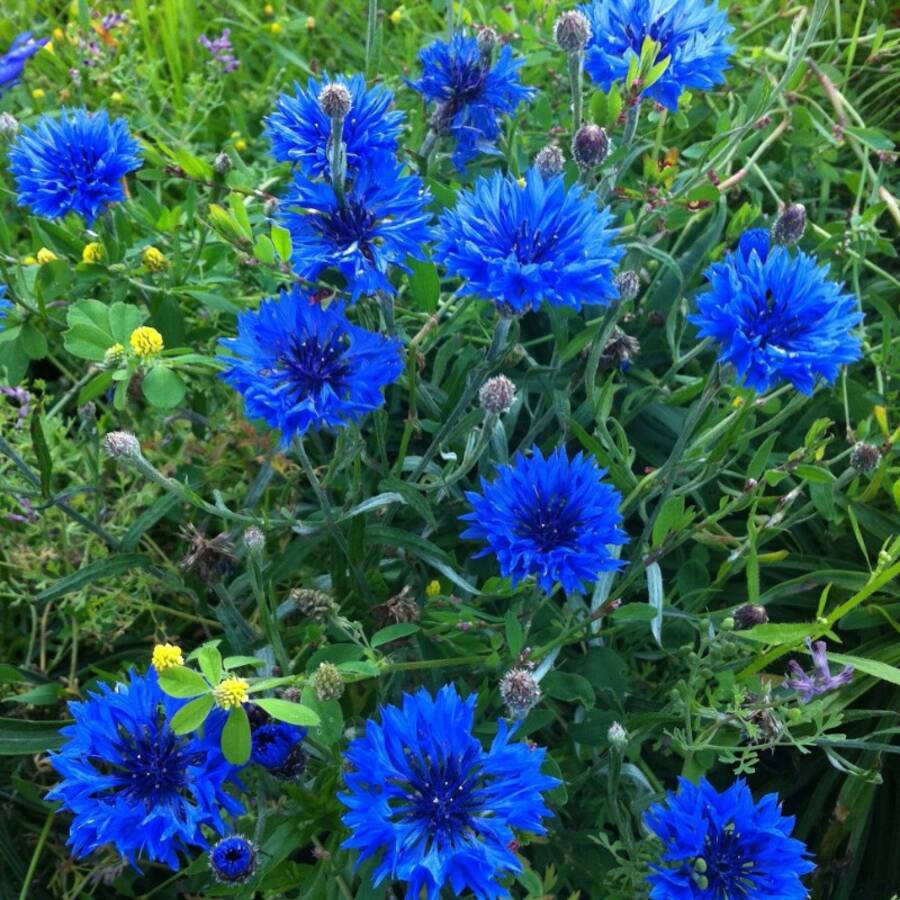 174pcs Blue Rosacea Seeds - Rosasha - Rare And Beautiful Perennial Flower Plant