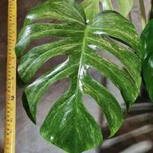 Thai Star Ficus Seeds 100 - Star Ficus - Monstera Deliciosa Extremely Rare Houseplant Seeds - 100 - View 4