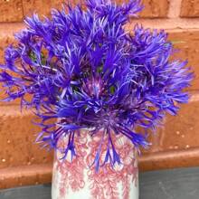 174pcs Blue Rosacea Seeds - Rosasha - Rare And Beautiful Perennial Flower Plant
