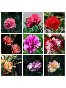 500 semillas de narcisos de colores mixtos - semillas de flores para exteriores, plantas de jardín, jardinería, naturaleza