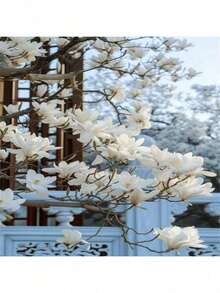 100 Seeds Selection Magnolia Tree Seeds Gardening Planting Selection, Build Your Green World - Seeds - View 2