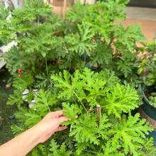 200pcs Citronella Mosquito Plant Seeds |   Natural Mosquito Repellent |   Grow Your Own Citronella To Keep Bugs Away |   Perfect For Home Garden, Patio & Balcony |   Non-GMO Heirloom Variety - 200粒種子 - 查看 2