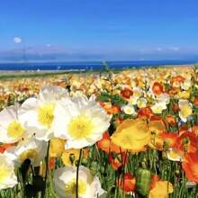 355pcs Rare Wildflower Combination Seeds, Precious Wildflower Flower Sea, Perennial Flower Seeds That Need To Be Planted, Fruit Tree Vegetable Seeds, Cold Resistant, High Survival Rate, Easy To Seed, Indoor And Outdoor, Suitable For Gardens And Potted Plants