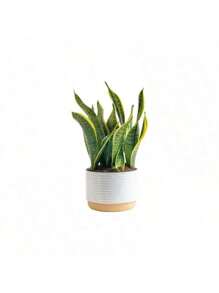 100 Golden Edge Tiger Pilan Potted Plant Seeds -Absorbs Formaldehyde In New House, Office, Living Room, Purifies Air, Kindergarten, Easy To Grow In All Seasons