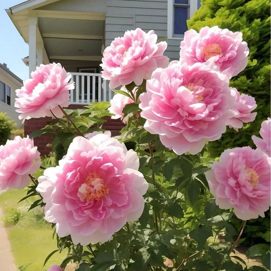 50Peony Seeds Easy To Plant 'Coral Charm' Plant Division (1 Pack) - Fragrant Coral Pink Flowering Blooms In Gardens,Peony Seeds Are Suitable For All Seasons - Coral Charm - View 1