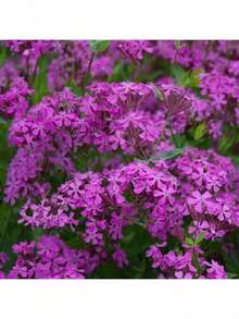20 Nodding Catchfly Flower Butterfly Magnet Seeds For Spring Summer Peppermint - 1 - Xem 3