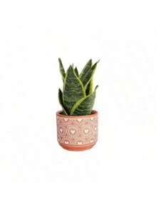 100 Golden Edge Tiger Pilan Potted Plant Seeds -Absorbs Formaldehyde In New House, Office, Living Room, Purifies Air, Kindergarten, Easy To Grow In All Seasons