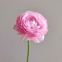 50Peony Seeds Easy To Plant 'Coral Charm' Plant Division (1 Pack) - Fragrant Coral Pink Flowering Blooms In Gardens,Peony Seeds Are Suitable For All Seasons - Coral Charm - View 4