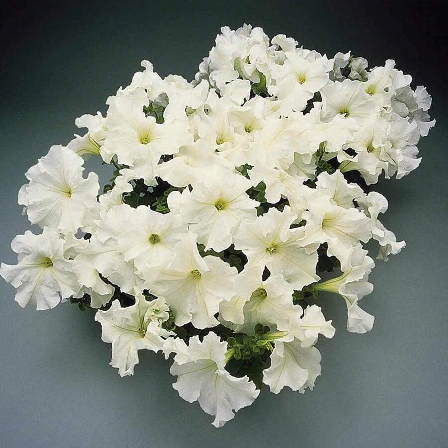 Ready To Send Petunia-Super Waterfall Series Garden Seeds-200 Grain Seeds-Red Flowers-Annual Flowers-Single Large Flower Petunias Cold-Resistant And Suitable For All Seasons, Suitable For DIY Garden, Family Garden, Flowerpots And Courtyards-Ideal Gardening Gifts - 200 Seeds - View 1