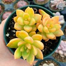 CENOCA Live Succulent Sedum Adolphi 'Golden Glow' – 2" Pot - Easy-Care Sun-Loving Plant For Indoor & Outdoor Décor - Orange - View 5