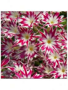 20 Nodding Catchfly Flower Butterfly Magnet Seeds For Spring Summer Peppermint - 1 - Xem 2