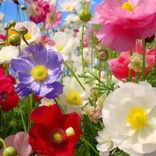 355pcs Rare Wildflower Combination Seeds, Precious Wildflower Flower Sea, Perennial Flower Seeds That Need To Be Planted, Fruit Tree Vegetable Seeds, Cold Resistant, High Survival Rate, Easy To Seed, Indoor And Outdoor, Suitable For Gardens And Potted Plants