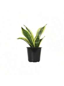 100 Golden Edge Tiger Pilan Potted Plant Seeds -Absorbs Formaldehyde In New House, Office, Living Room, Purifies Air, Kindergarten, Easy To Grow In All Seasons