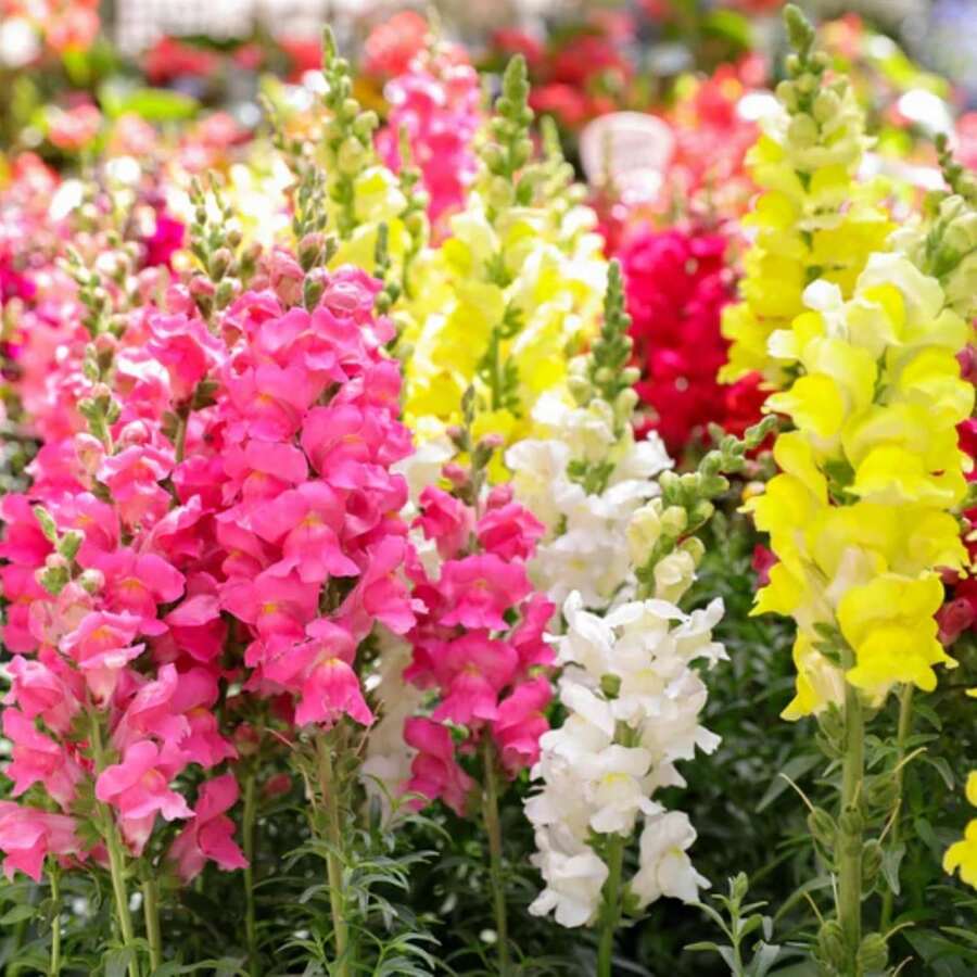 Semi Di Girasole" In Biblioteca A Ladispoli: Un Doppio Seminario Aperto A Tutti - Foto 9