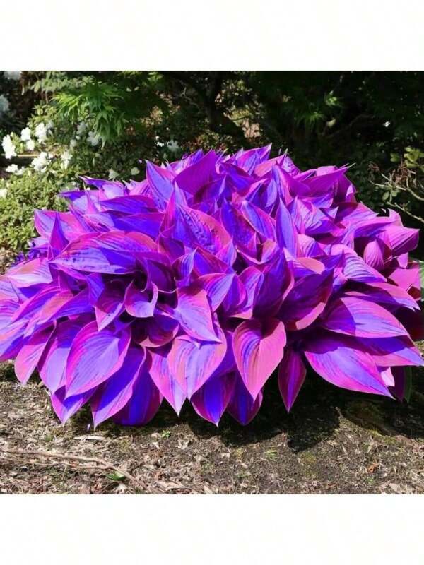 200Seeds Hosta Seeds Perennial Hosta Plants Grow Easily Rare Blue Purple Hosta Bulb Seedswomen's Clothing