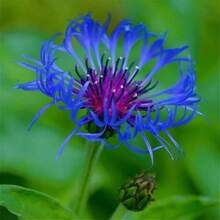 174pcs Blue Rosacea Seeds - Rosasha - Rare And Beautiful Perennial Flower Plant