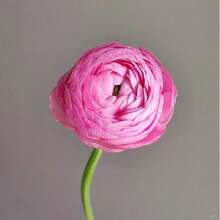 50Peony Seeds Easy To Plant 'Coral Charm' Plant Division (1 Pack) - Fragrant Coral Pink Flowering Blooms In Gardens,Peony Seeds Are Suitable For All Seasons - Coral Charm - View 3
