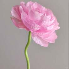 50Peony Seeds Easy To Plant 'Coral Charm' Plant Division (1 Pack) - Fragrant Coral Pink Flowering Blooms In Gardens,Peony Seeds Are Suitable For All Seasons - Coral Charm - View 6