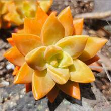 CENOCA Live Succulent Sedum Adolphi 'Golden Glow' – 2" Pot - Easy-Care Sun-Loving Plant For Indoor & Outdoor Décor - Orange - View 2