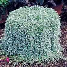 300 semillas de Dichondra Repens Cascada de Plata Cascada de Esmeralda para cubrir el suelo, ideales para colgar en cestas y crear hermosas plantas en macetas - Variante 1 - Ver 4