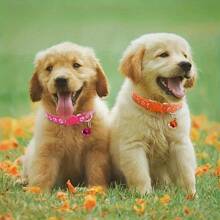 1Pc Adjustable Pet Collar With Bell For Small Dogs And Cats - Stylish Footprint Design For Added Security And Visibility