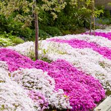1000+ Phlox Seeds For Planting Mixed Color - Popstars Phlox Creeping Perennial Ground Cover - Annual Flower Seeds For Home And Garden