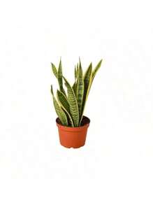 100 Golden Edge Tiger Pilan Potted Plant Seeds -Absorbs Formaldehyde In New House, Office, Living Room, Purifies Air, Kindergarten, Easy To Grow In All Seasons