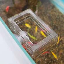 1pc Aquarium Fish Tank Feeder, Transparent Suspended Fixed Fish Feeder, Prevent Food Scattering, Protect Water Quality, Suction Cup Feeding Ring, Suitable For Goldfish, Clownfish, Carp, Tropical Fish, And Other Fish, Aquarium Supplies