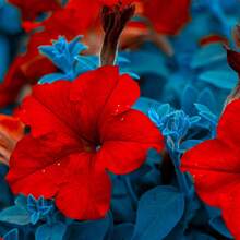 Ready To Send Petunia-Super Waterfall Series Garden Seeds-200 Grain Seeds-Red Flowers-Annual Flowers-Single Large Flower Petunias Cold-Resistant And Suitable For All Seasons, Suitable For DIY Garden, Family Garden, Flowerpots And Courtyards-Ideal Gardening Gifts - 200 Seeds - View 4