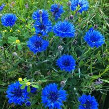 174pcs Blue Rosacea Seeds - Rosasha - Rare And Beautiful Perennial Flower Plant