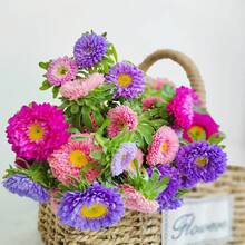 1000+ Mixed Chrysanthemum Seeds, Suitable For Outdoor Planting - Perennial Non-GMO Flower Seeds - Attract Butterflies And Bees, Cold Resistant And Suitable For All Seasons, Ideal For DIY Gardens, Home Gardens, Flower Pots, And Courtyards - An Ideal Gardening Gift - Free Delivery - Local Ready Stock - 1000 - View 3