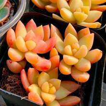 CENOCA Live Succulent Sedum Adolphi 'Golden Glow' – 2" Pot - Easy-Care Sun-Loving Plant For Indoor & Outdoor Décor - Orange - View 1