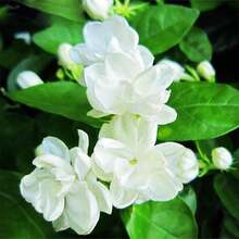 200 Arabian Jasmine Seeds - Fragrant Exotic Tropical Plant Seeds - 1 - View 4