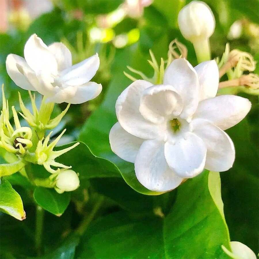 200 Arabian Jasmine Seeds - Fragrant Exotic Tropical Plant Seeds - 1 - View 1
