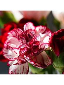 500 semillas de narcisos de colores mixtos - semillas de flores para exteriores, plantas de jardín, jardinería, naturaleza